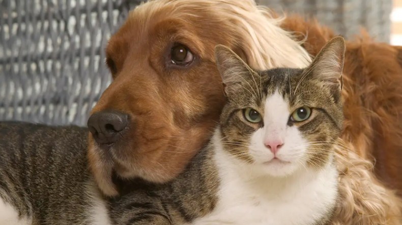 جزائريون “يتبنون” القطط والكلاب ويبنون ملاجئ لرعايتها