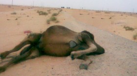 مواد مشعة تهدد ثروة الإبل بجنوب البلاد