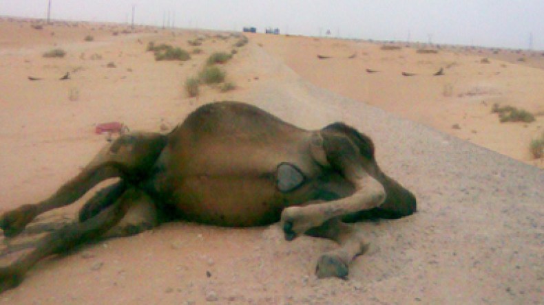 مواد مشعة تهدد ثروة الإبل بجنوب البلاد