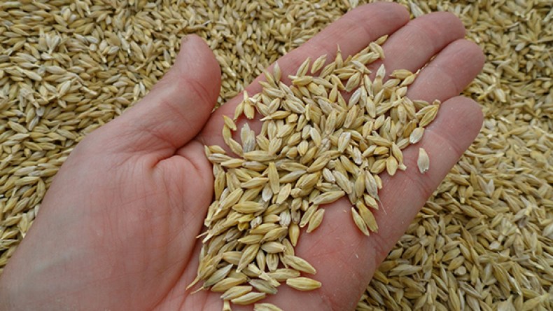 الشعير بـ 6000 دج لتمويل مصانع “البيرة الحلال”