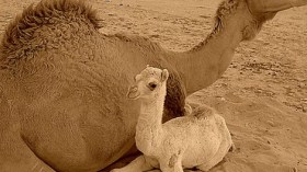 حليب النوق ضروري لوجبة السحور لسكان الصحراء