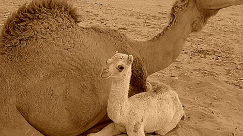 حليب النوق ضروري لوجبة السحور لسكان الصحراء