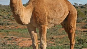 مافيا التهريب تستنزف الثروة الحيوانية بالجنوب