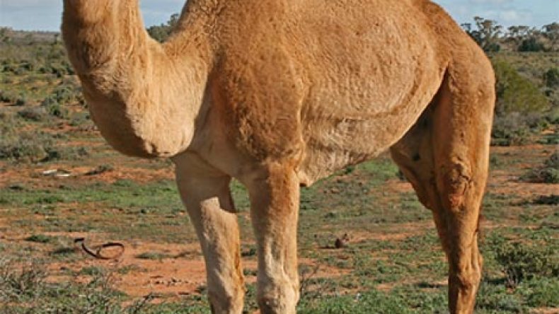 مافيا التهريب تستنزف الثروة الحيوانية بالجنوب