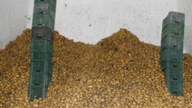 أسعار البطاطا تنهار بعد إغراق السوق بـ 9.5 ملايين قنطار