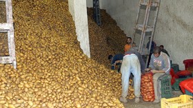 سماسرة البطاطا يشرعون في التكديس لرفع الأسعار