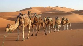 أياد بشرية تقضي على ثروة الإبل بعاصمة توات