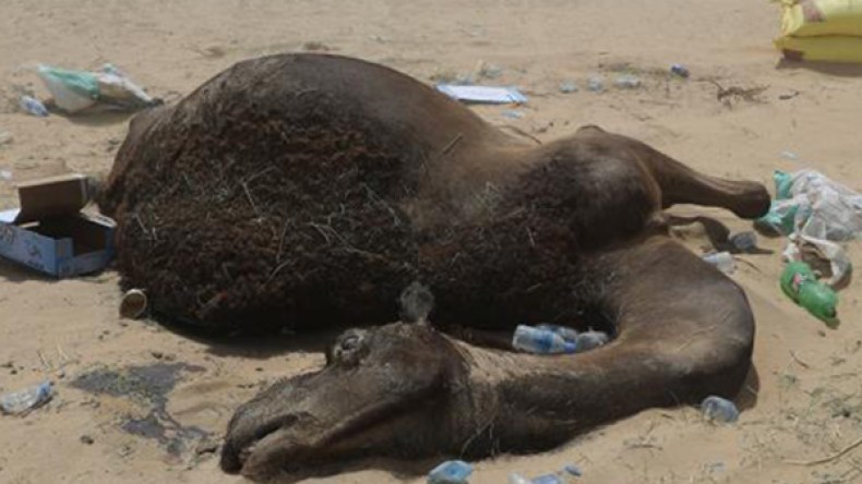 العطش والحرارة يفتكان بعشرات النوق في أدرار