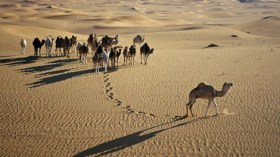 شبكة عابرة للحدود تهرّب المواشي نحو ليبيا