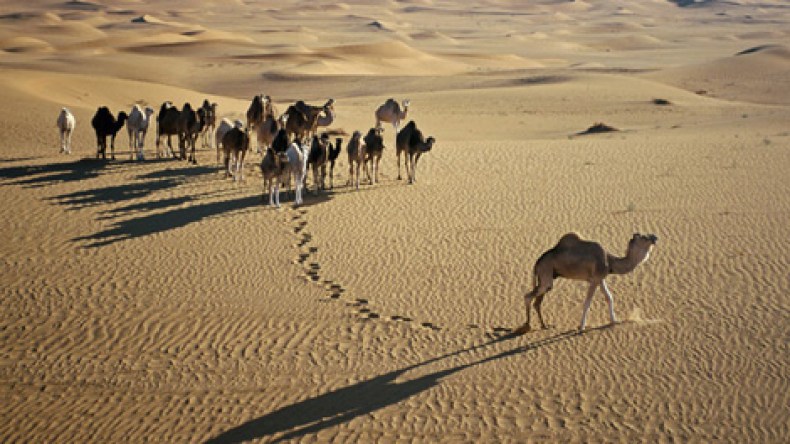 شبكة عابرة للحدود تهرّب المواشي نحو ليبيا