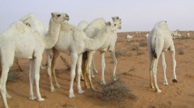 السجن لمهربي عشرات الإبل الجزائرية من تندوف نحو المغرب