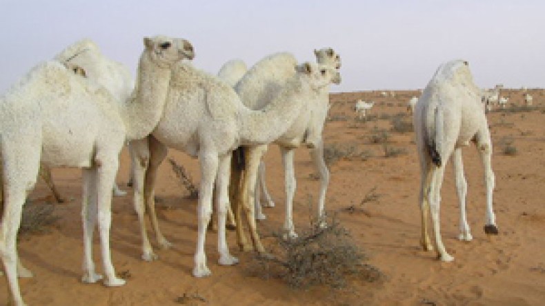 السجن لمهربي عشرات الإبل الجزائرية من تندوف نحو المغرب