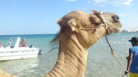 جمال وخيول وببغاوات وقردة تُستغل بطرق لا إنسانية في شواطئنا