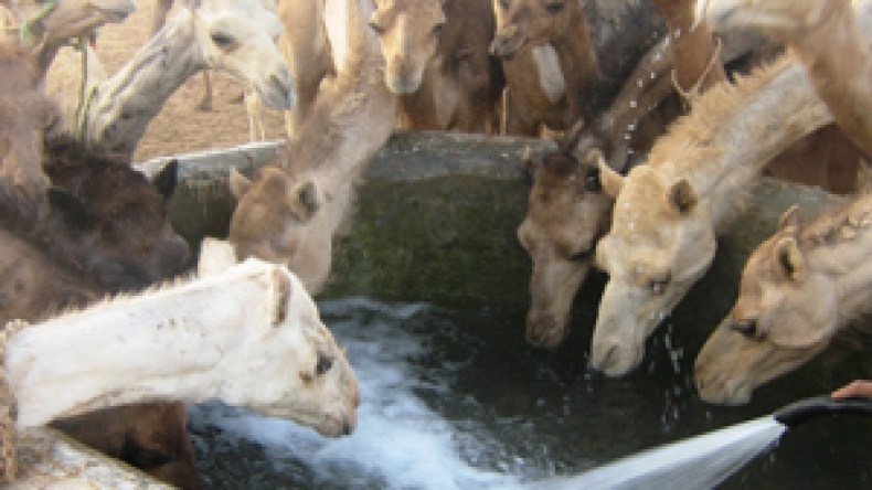 شبكات تهرب الإبل العربية الأصيلة من مدن الجنوب إلى دول الخليج