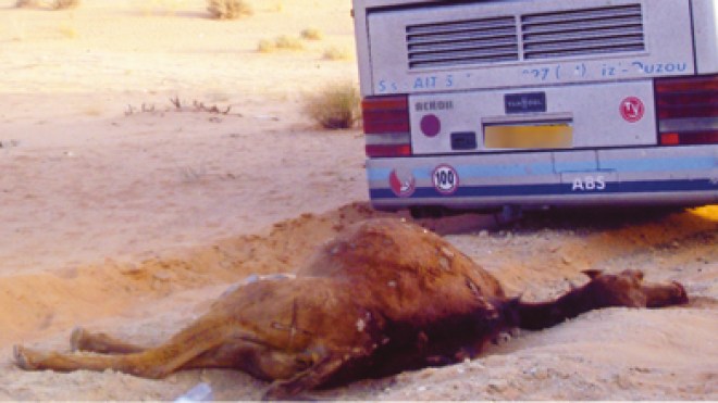 الشاحنات تقتل 3 جمال كل يوم وأرقام تنذر بانقراض الإبل