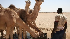 فلاحون يطاردون الإبل حتى موتها خوفا على محاصيلهم بحاسي مسعود