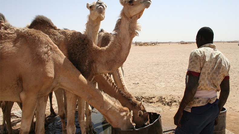 فلاحون يطاردون الإبل حتى موتها خوفا على محاصيلهم بحاسي مسعود