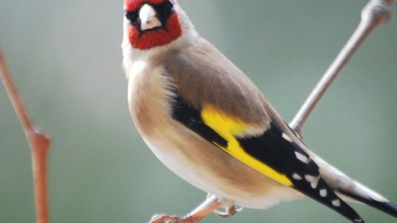 جزائريون يدفعون 150 مليون لشراء “مقنين”!