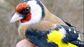 حب العصافير جعل زوجي يستبدل سيارته بطائر “المقنين”