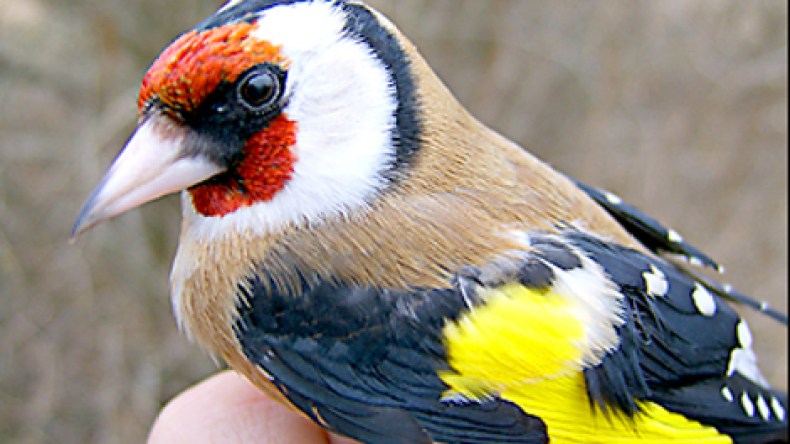 حب العصافير جعل زوجي يستبدل سيارته بطائر “المقنين”