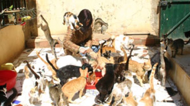 الشروق في بيت عاشقة القطط ومنقذة الخنازير