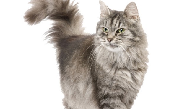 أمريكية تتصل بالشرطة لتنقذها من غضب قطتها !