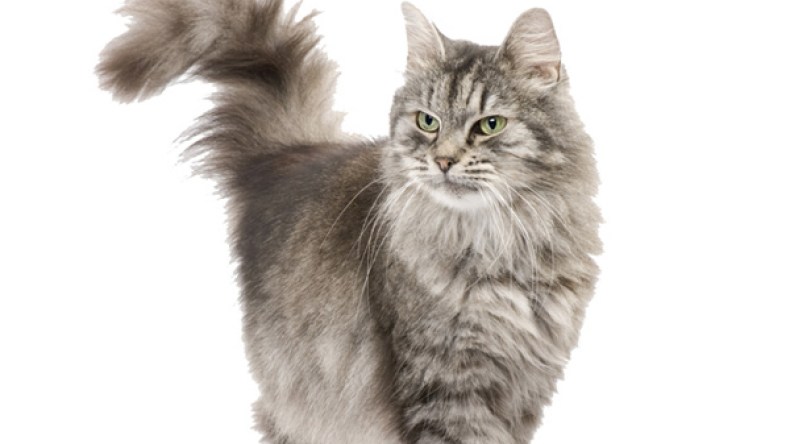 أمريكية تتصل بالشرطة لتنقذها من غضب قطتها !