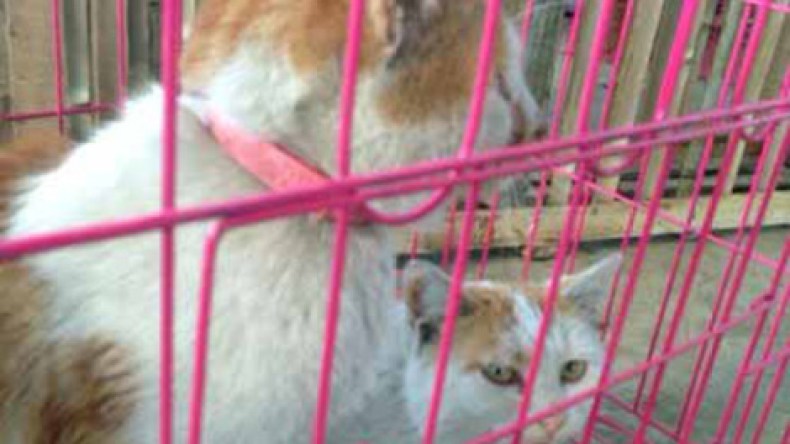 قطط مسروقة بوهران تعرض للبيع بـ 35 مليون سنتيم!