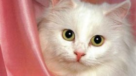 More than 300 Euros per month to feed cats and dogs