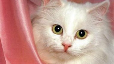 More than 300 Euros per month to feed cats and dogs