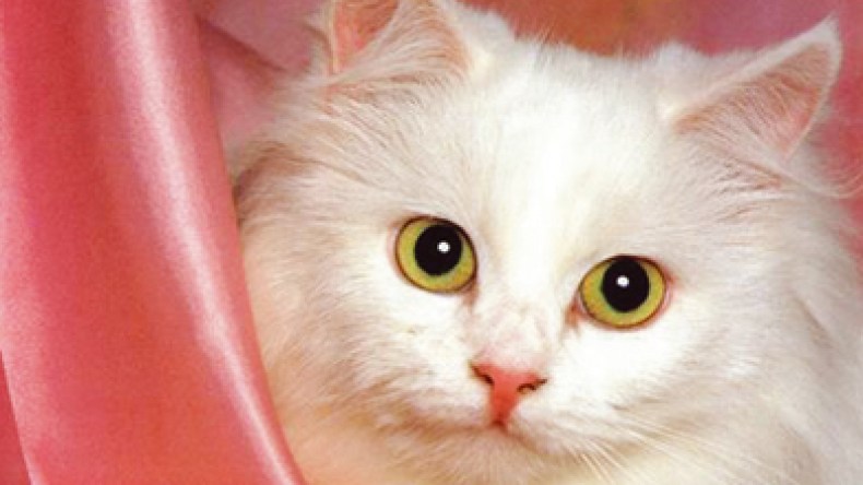 جزائريون يصرفون راتبا بـ 3 ملايين شهريا لرعاية القطط والكلاب!