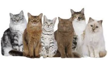 Covid-19: un médicament pour chats “pourrait protéger les humains”