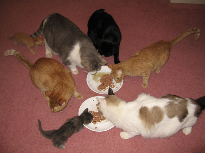 Domestic animals become jealous, pretend illness, says veterinarian