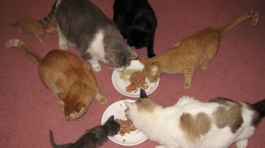 Des chats psychopathes, des chiens diabétiques et des algériens fous des souris !