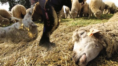 1.000 sheep perish in shady circumstances ahead of Eid Adha feast