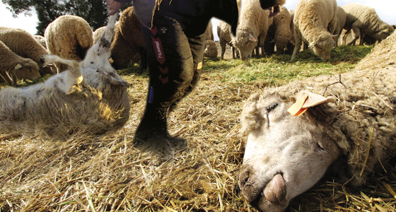 1.000 sheep perish in shady circumstances ahead of Eid Adha feast