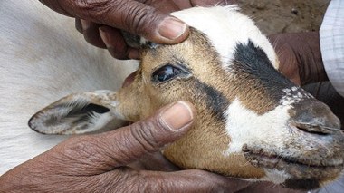 Tindouf : 46 nouveaux cas de peste des petits ruminants enregistrés