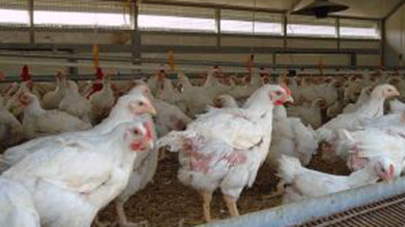 عشرون ألف دجاجة مصابة بفيروس خطير كانت موجهة للاستهلاك