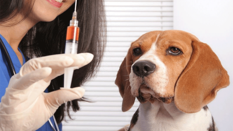 الجزائر ضمن 14 دولة عربية معرضة لوباء الكلب