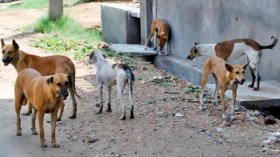 الكلاب الضالة تمزق جثة طفل بأدرار