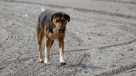 عشرات الكلاب الضالة تهاجم سكان قريتين وتمنعهم من الصلاة