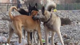 أب يقيد ابنه بالسلاسل في سطيف ويسلّط عليه الكلاب