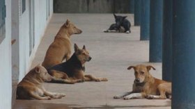 كلب يثير الرعب في العقيلة بالوادي