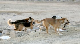 كلاب ضالة تنهش جسد طفل في المسيلة