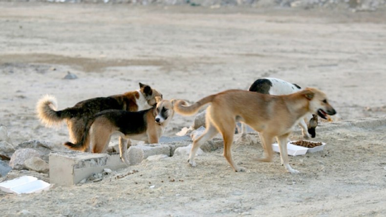 كلاب ضالة تنهش جسد طفل في المسيلة