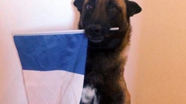 La France pleure une chienne et tourne le dos aux victimes musulmanes