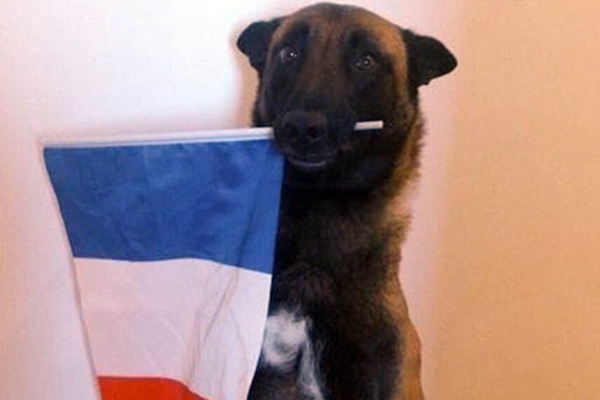 La France pleure une chienne et tourne le dos aux victimes musulmanes