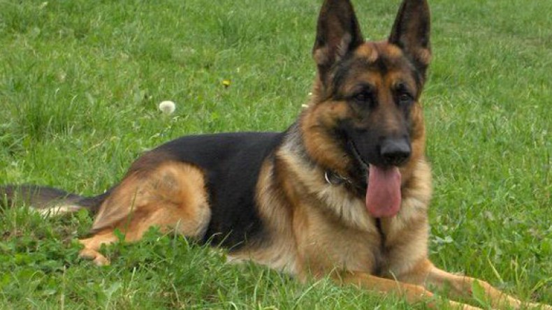 كلب حراسة يخبئ نصف كيلو من المخدرات ببوفاريك