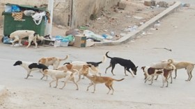 مستقبلي‮ ‬الدراسي‮  ‬مصير‮ ‬تحكمه‮ ‬الكلاب‮ ‬المتشردة