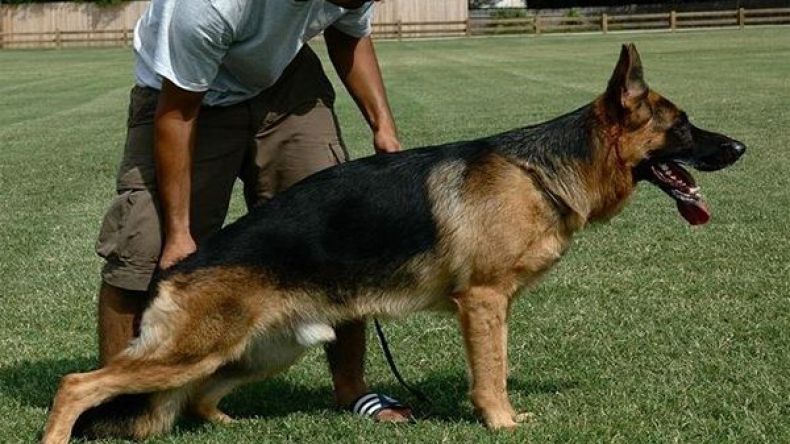 حبس شاب باع كلب جاره إلى سوري